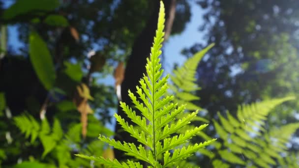 Underside Fern Leaf Sunlight — Stock Video