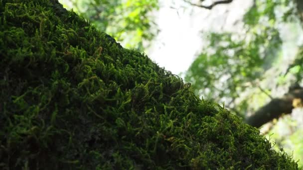 Texture Verde Muschio Primo Piano Macro Sfondo Della Foresta Muschio — Video Stock