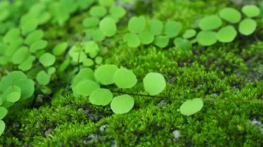 Yeşil eğreltiotu. Yağmur ormanlarının doğası. Kayalarda yosun var.