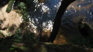 Yağmur ormanlarında akarsu