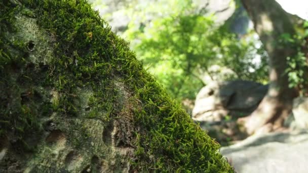 Grön Ormbunke Detalj Natur Regnskogen Med Mossa Berget — Stockvideo