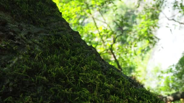 Grüne Farne Detail Natur Regenwald Mit Moos Auf Dem Fels — Stockvideo