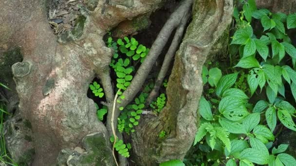 Grüne Farne Detail Natur Regenwald Mit Moos Auf Dem Fels — Stockvideo