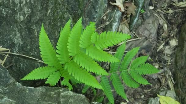 Groene Varen Detail Natuur Het Regenwoud Met Mos Rots — Stockvideo