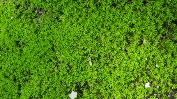 Green Fern Detail Nature Rain Forest Moss Rock — Stock Video