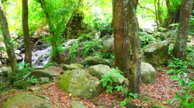 Akıntılı tropikal yağmur ormanı