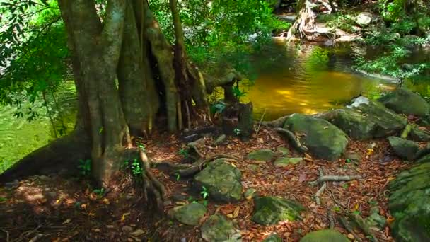 Selva Tropical Con Arroyo — Vídeos de Stock