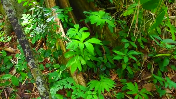 暗い背景にラシアスピノーサの熱帯緑の葉 自然夏の森林植物の概念 緑色の葉はアラベア科の草本植物です — ストック動画