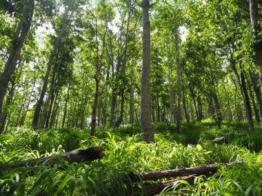 Yapraklarla çerçevelenmiş taze yeşil yaprak ağaçlarından oluşan manzaralı bir orman. Güneş, sıcak ışınlarını yeşilliklere saçıyor.