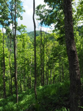Yapraklarla çerçevelenmiş taze yeşil yaprak ağaçlarından oluşan manzaralı bir orman. Güneş, sıcak ışınlarını yeşilliklere saçıyor.