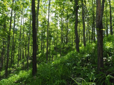 Yapraklarla çerçevelenmiş taze yeşil yaprak ağaçlarından oluşan manzaralı bir orman. Güneş, sıcak ışınlarını yeşilliklere saçıyor.
