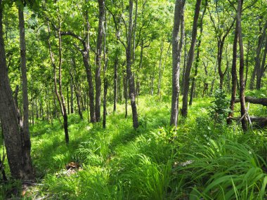 Yapraklarla çerçevelenmiş taze yeşil yaprak ağaçlarından oluşan manzaralı bir orman. Güneş, sıcak ışınlarını yeşilliklere saçıyor.