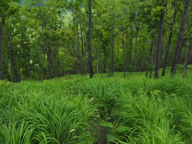 Yapraklarla çerçevelenmiş taze yeşil yaprak ağaçlarından oluşan manzaralı bir orman. Güneş, sıcak ışınlarını yeşilliklere saçıyor.