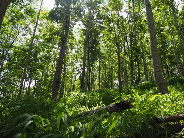 Bosque Escénico Árboles Caducifolios Verdes Frescos Enmarcados Por Hojas Con — Foto de Stock