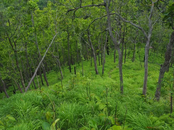 Γραφικό Δάσος Από Φρέσκα Πράσινα Φυλλοβόλα Δέντρα Πλαισιωμένα Από Φύλλα — Φωτογραφία Αρχείου