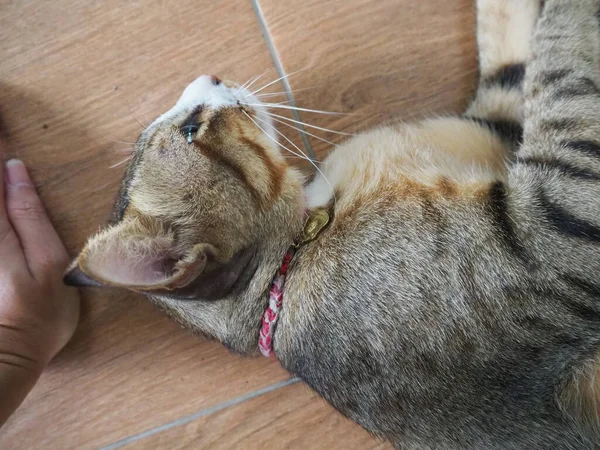 Katze Schläft Auf Dem Boden — Stockfoto