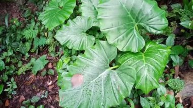 Tropikal yeşil yaprak kaladyum dokusunu kapatın. Tropik orman ve seyahat macerası konsepti.