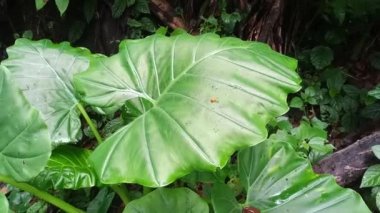 Tropikal yeşil yaprak kaladyum dokusunu kapatın. Tropik orman ve seyahat macerası konsepti.