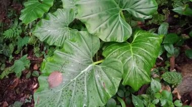 Tropikal yeşil yaprak kaladyum dokusunu kapatın. Tropik orman ve seyahat macerası konsepti.