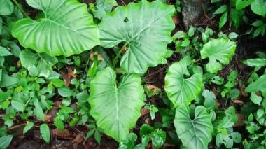 Tropikal yeşil yaprak kaladyum dokusunu kapatın. Tropik orman ve seyahat macerası konsepti.