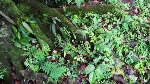 Moos Bedeckt Umgestürzten Baumstamm Regenwald — Stockvideo