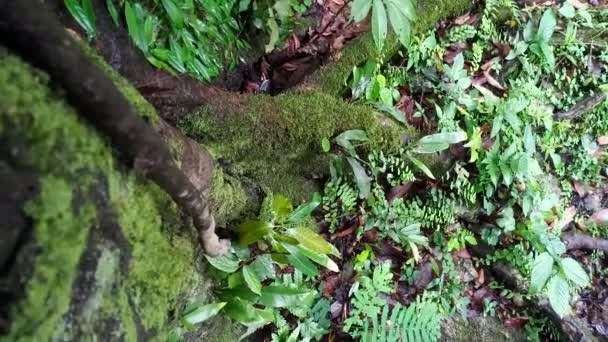 Moha Borított Leesett Törzs Esőerdőkben — Stock videók