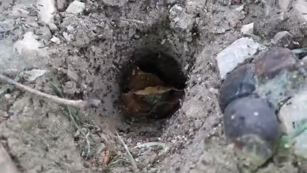 穴の中に卵がある黒いアリ — ストック動画
