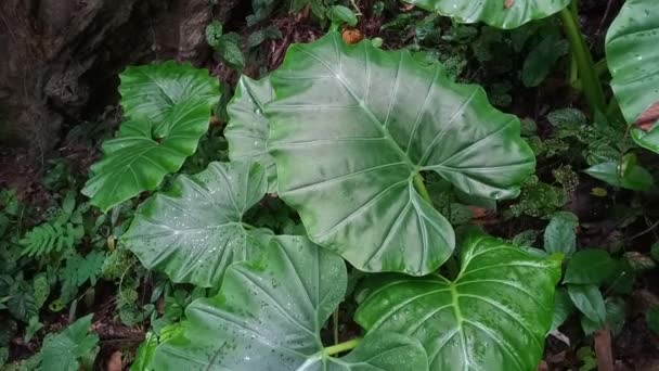 Gros Plan Nature Tropicale Vert Feuille Caladium Texture Fond Forêt — Video