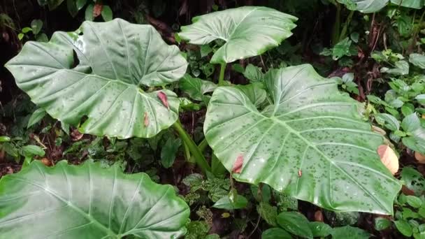 Gros Plan Nature Tropicale Vert Feuille Caladium Texture Fond Forêt — Video