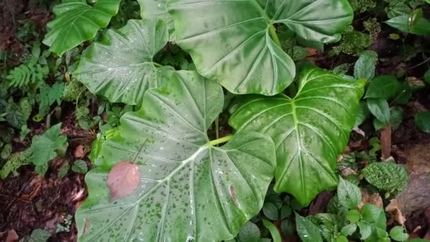 Gros Plan Nature Tropicale Vert Feuille Caladium Texture Fond Forêt — Video