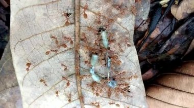 Pek çok karınca, karıncaların doğasında olduğu gibi tetikte olmalarına ve izlemelerine yardımcı olmak için birlikte çalışırlar..