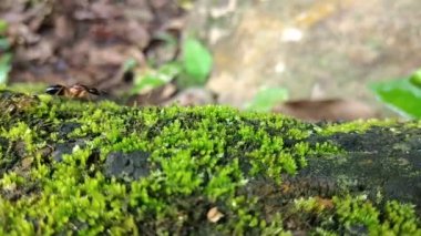 Pek çok karınca, karıncaların doğasında olduğu gibi tetikte olmalarına ve izlemelerine yardımcı olmak için birlikte çalışırlar..