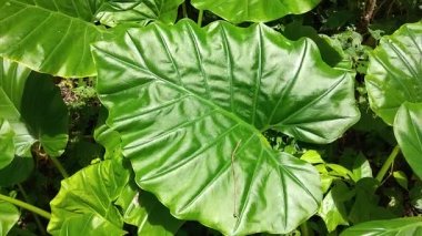 Tropikal yeşil yaprak kaladyum dokusunu kapatın. Tropik orman ve seyahat macerası konsepti.