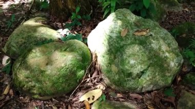 Yeşil yosun, yağmur ormanlarında kayaların üzerinde yosunlarla birlikte doğanın ayrıntıları.