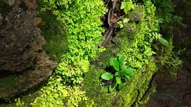 Helecho Verde Detalle Naturaleza Selva Tropical Con Musgo Roca — Vídeos de Stock