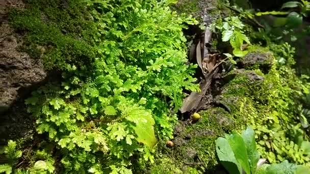 Helecho Verde Detalle Naturaleza Selva Tropical Con Musgo Roca — Vídeo de stock