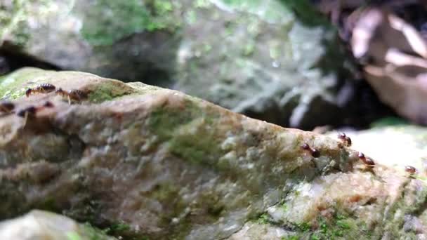 Termitengruppe Läuft Mit Moos Auf Felsen — Stockvideo