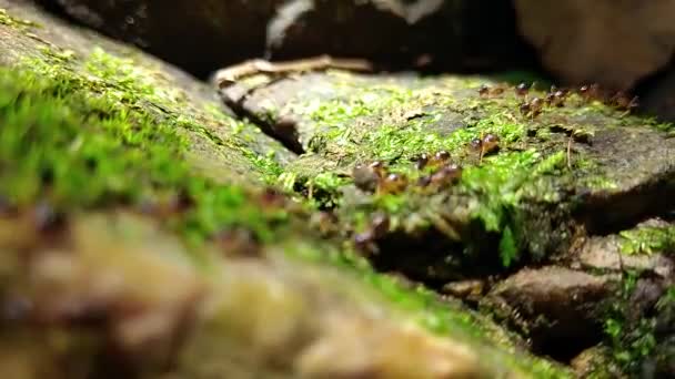 Termitengruppe Läuft Mit Moos Auf Felsen — Stockvideo