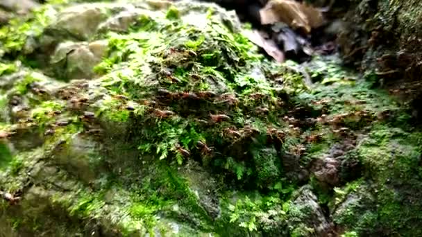Group Termite Walking Rock Moss — Stock Video