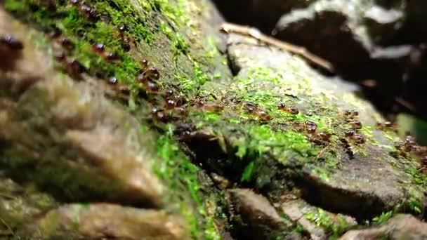 Skupina Termitů Kráčejících Skále Mechem — Stock video