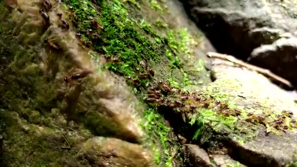 Skupina Termitů Kráčejících Skále Mechem — Stock video