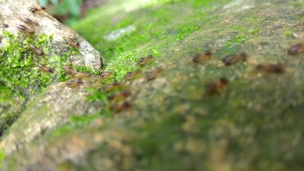 Group Termite Walking Rock Moss – Stock-video