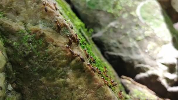 Group Termite Walking Rock Moss – Stock-video