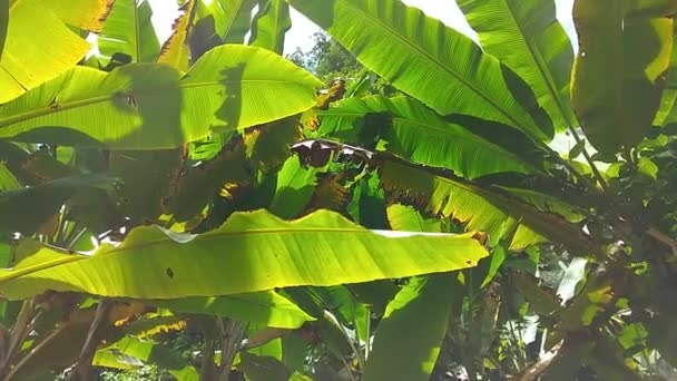 Банановые Листья Текстура Бананового Листа Зеленого Цвета Изображение Размытом Фоне — стоковое видео