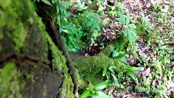 Zelená Kapradina Detail Příroda Deštném Pralese Mechem Stromě — Stock video