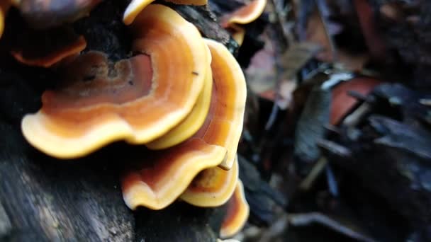 Cogumelos Cor Laranja Uma Árvore Contexto Florestal Close — Vídeo de Stock