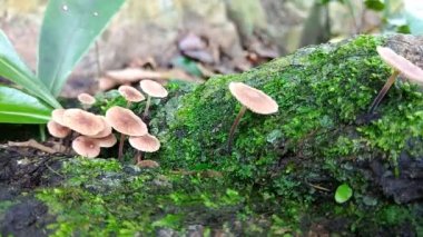 Yeşil yosunlarda yetişen yenilebilir portakal kaplama mantar..