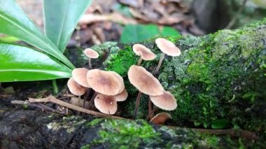 Yeşil yosunlarda yetişen yenilebilir portakal kaplama mantar..