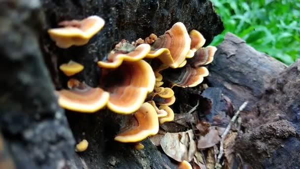 Cogumelos Cor Laranja Uma Árvore Contexto Florestal Close — Vídeo de Stock