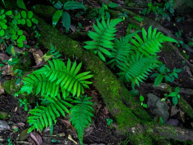 Tropikal yağmur ormanlarında yeşil yosun ve eğreltiotu
